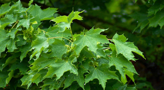 platánlevelű juhar (Acer platanoides)