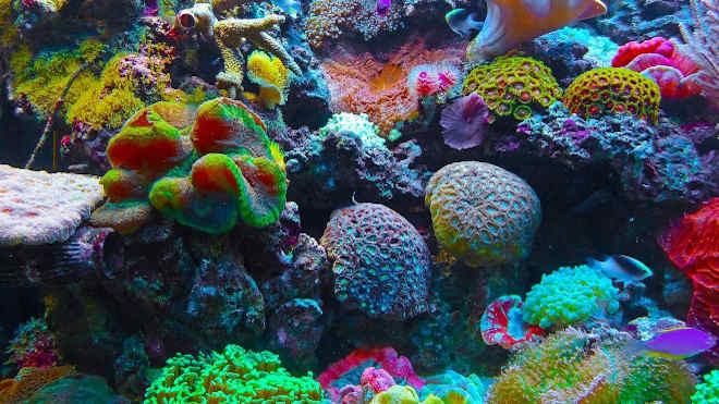 Víz alatti hangfelvételek igazolják a korallok feléledését Indonéziában